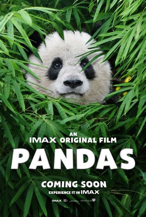 Moon, der Panda 2025